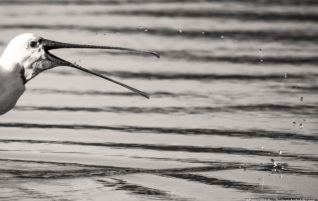 Une histoire faussement vraie