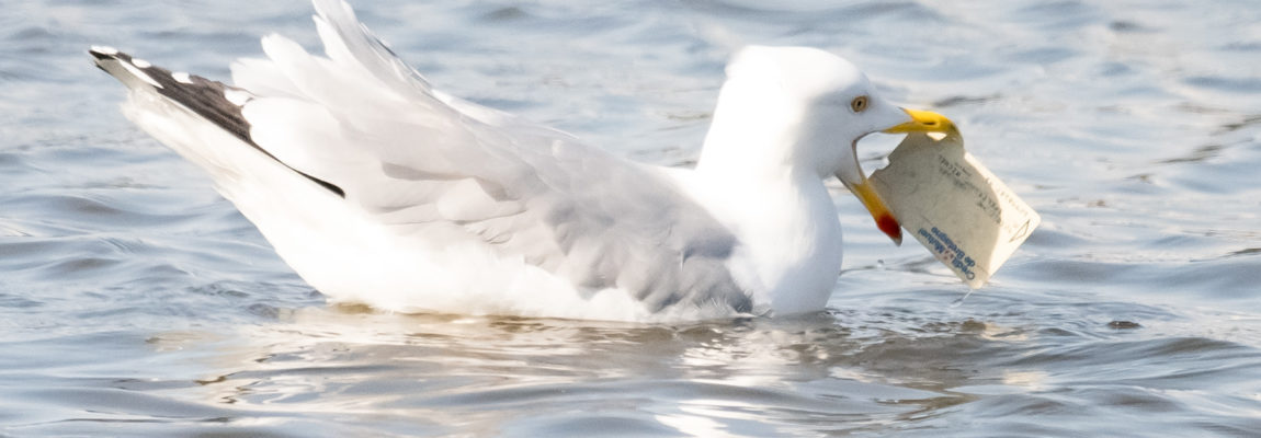 Prise de bec, cette improbable scène sur le Vincin!