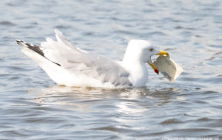 Prise de bec, cette improbable scène sur le Vincin!